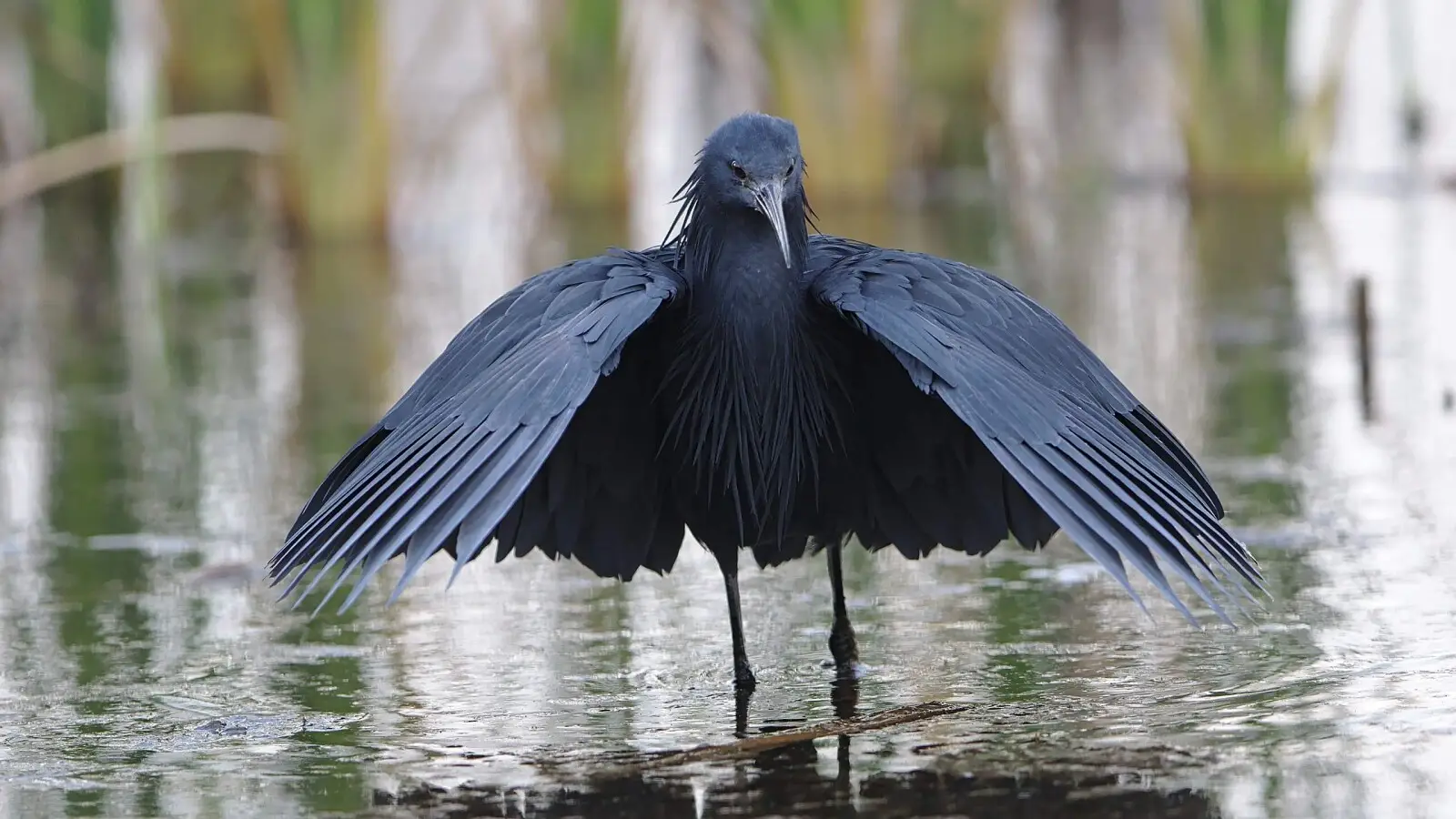 Black Heron canopy feeding