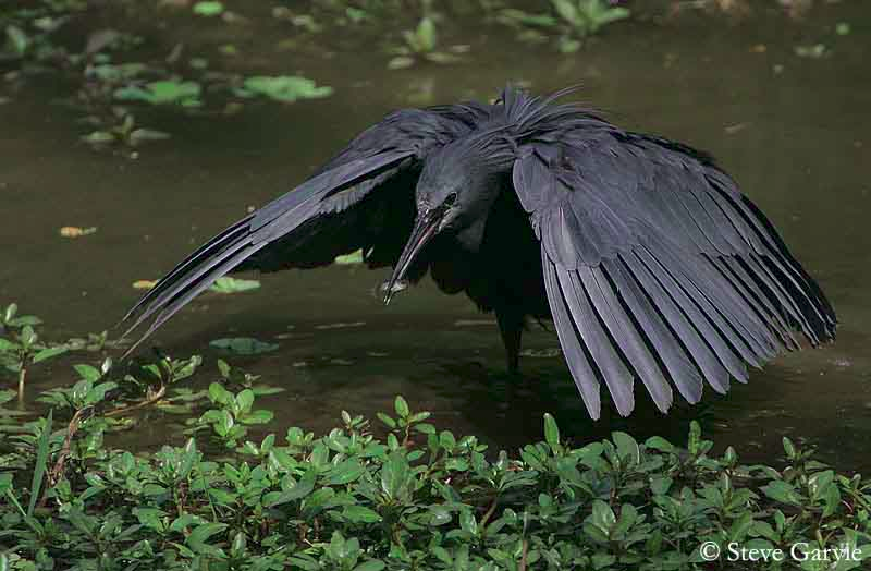It walks the shallows like it owns them