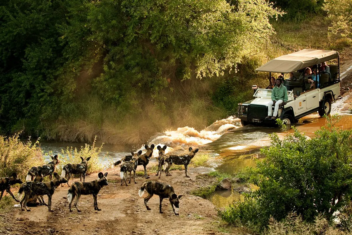 Wild dogs at the river crossing — Madikwe