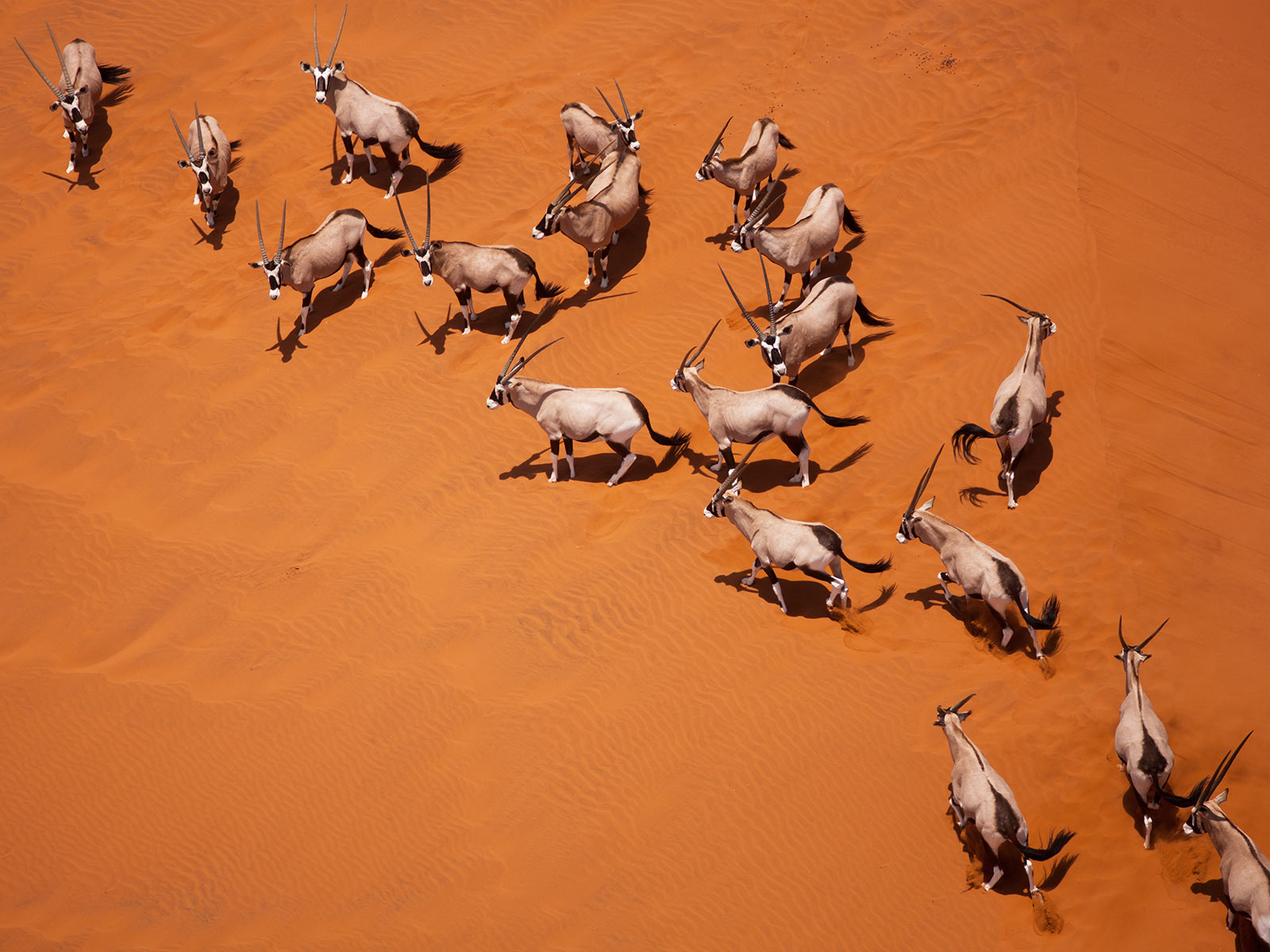 Oryx on the dunes (heli) — Namib-Naukluft