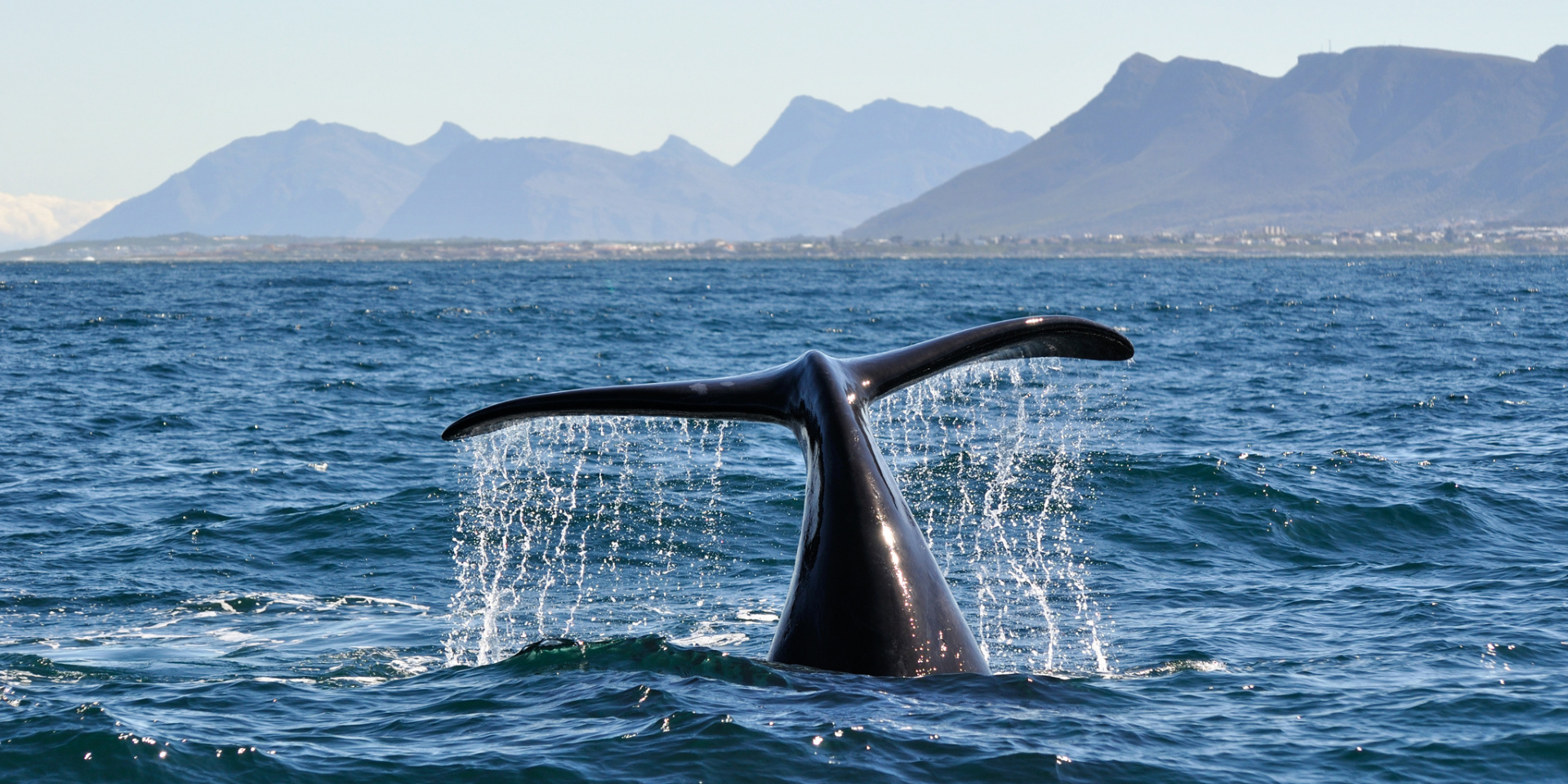 Whale-tail boat tours — Cape Whale Coast