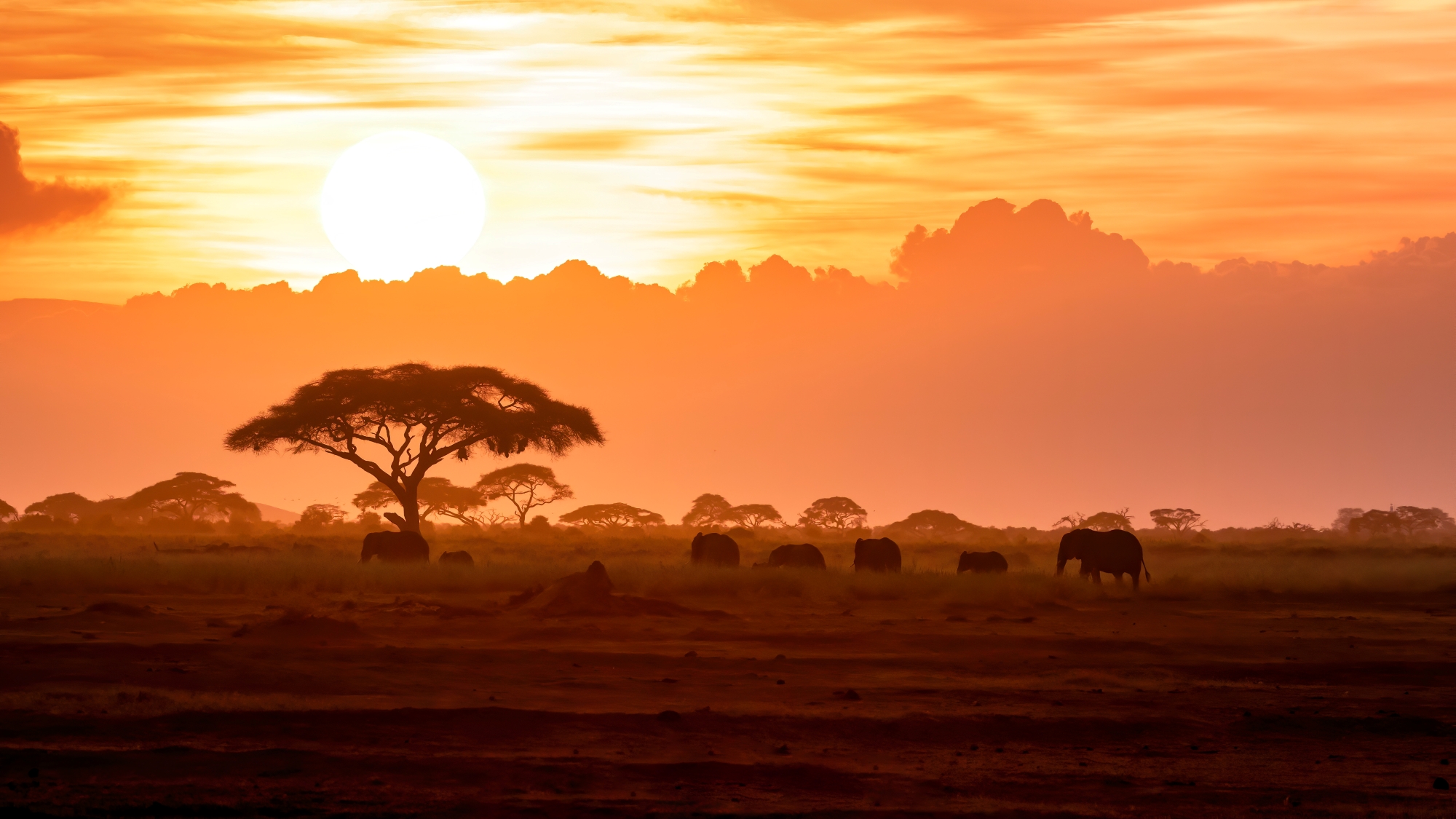 Elephants at dusk, Amboseli