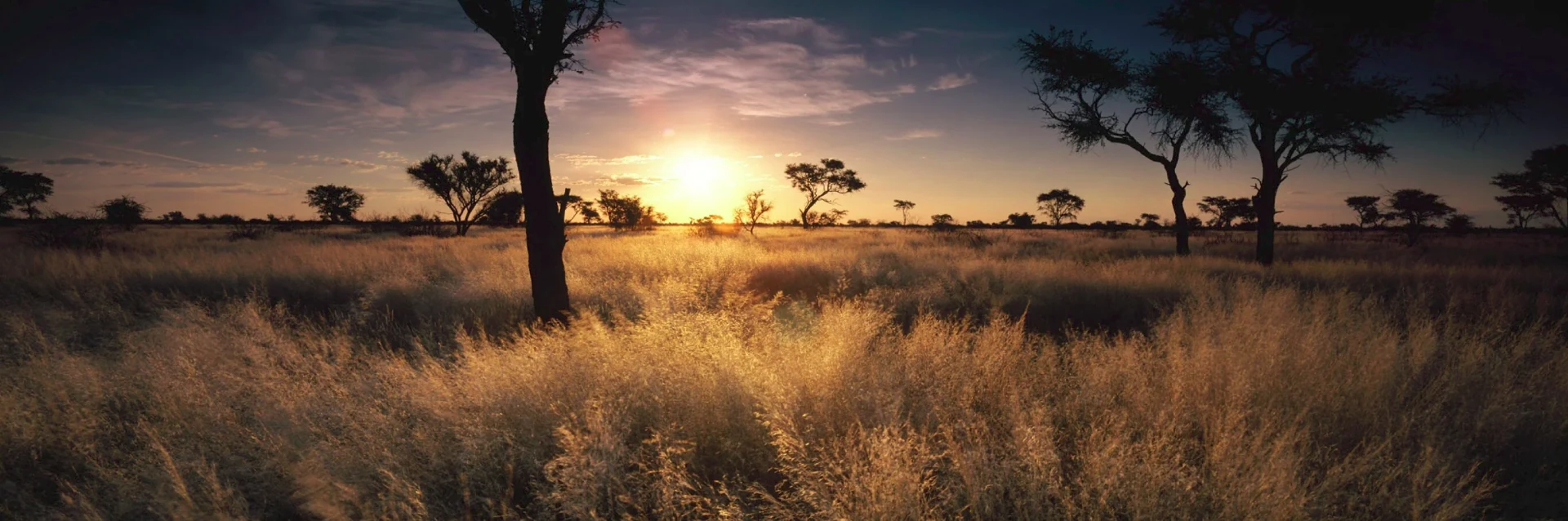 Kalahari sunset through camelthorn trees
