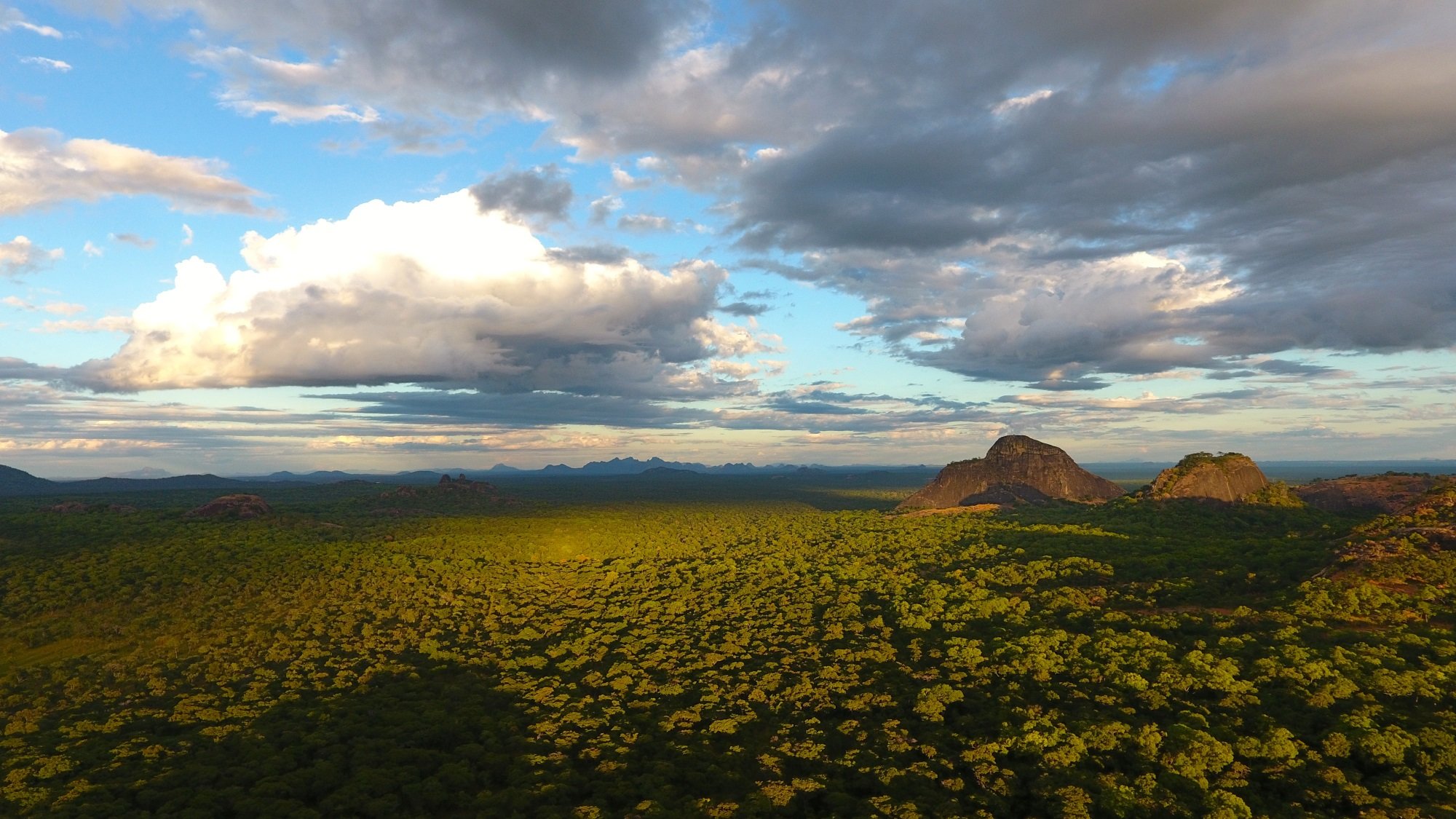 Niassa miombo woodland